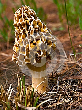 Yellow Morel