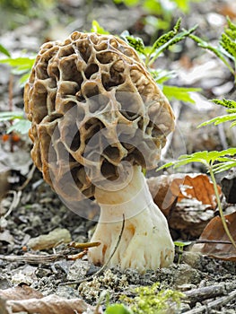 The Yellow Morel Morchella esculenta is an edible mushroom photo