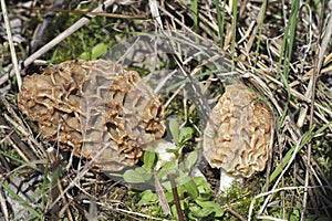 The Yellow Morel Morchella esculenta is an edible mushroom photo