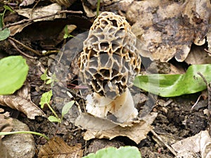 Yellow morel mushroom