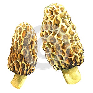 Yellow morel mushroom, morchella esculenta, two objects isolated, watercolor illustration on white