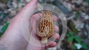 Yellow morel mushroom in a young mans hand. Mushroom hunting / foraging for wild edibles.