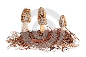 Yellow morel mushrooms and pine needle substrate isolated on white