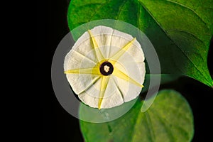 Yellow morning glory flower