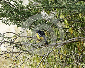 Yellow Morph of the Crimson-breasted Shrike