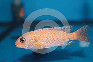 Yellow morph of zebra mbuna (Pseudotropheus zebra) aquarium fish