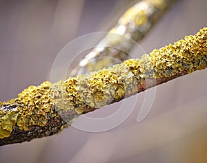 Yellow moss on a branch. close up