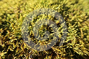 Yellow moss in forest, natural spring background