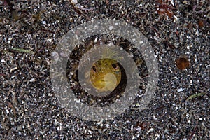 Yellow Moss Fringehead Burrowing in a Hole Underwater