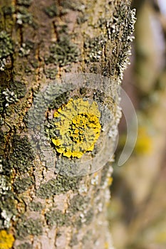 Yellow moss fungus lichen mushroom on a tree in spring