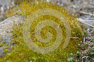 Yellow moss