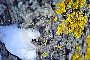 Yellow moss on old branch bark surface close up detail, covered with white snow, natural organic