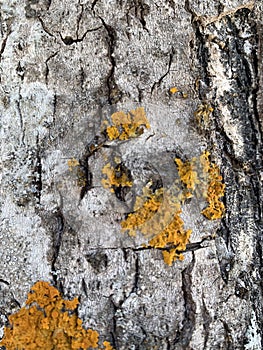 Close up photo of rough texture of tree bark covered in moss