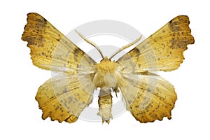 Yellow moth