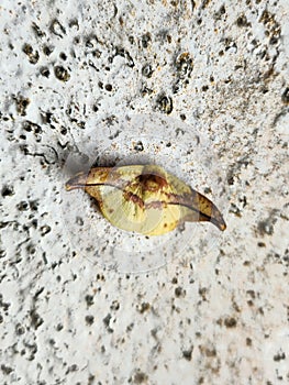 Yellow moth on concrete wall in the night. Moth comprise a group of insect related to butterfly which most species are nocturnal