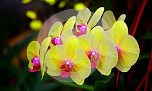 Yellow moth or phalaenopsis orchids