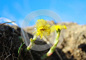 Yellow mother-and-stepmother flowers in the grass against the sky