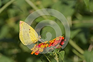 Yellow Mottled Emigrant butterfly Catopsilia pyranthe