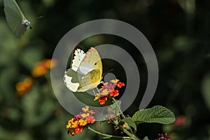 Yellow Mottled Emigrant butterfly Catopsilia pyranthe