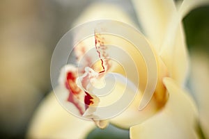 Yellow mottled and spotted orchid stem. Lilac flower bloom branch. Orchidaceae blooming blossom