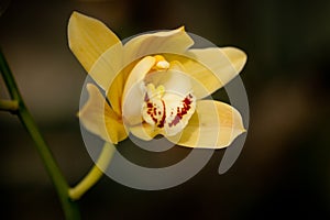 Yellow mottled and spotted orchid stem. Lilac flower bloom branch. Orchidaceae blooming blossom