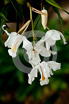 Yellow mottled and spotted orchid stem. Lilac flower bloom branch. Orchidaceae blooming blossom