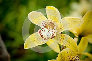 Yellow mottled and spotted orchid stem. Lilac flower bloom branch. Orchidaceae blooming blossom