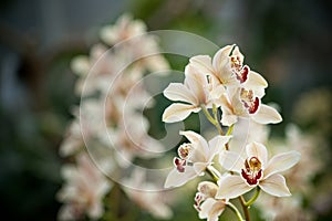 Yellow mottled and spotted orchid stem. Lilac flower bloom branch. Orchidaceae blooming blossom