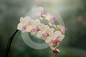 Yellow mottled and spotted orchid stem. Lilac flower bloom branch. Orchidaceae blooming blossom