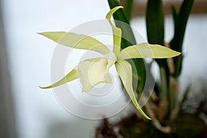 Yellow mottled and spotted orchid stem. Lilac flower bloom branch. Orchidaceae blooming blossom