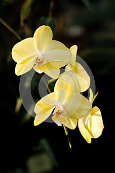 Yellow mottled and spotted orchid stem. Lilac flower bloom branch. Orchidaceae blooming blossom