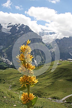 Yellow mountain flower