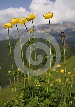 Yellow mountain flower
