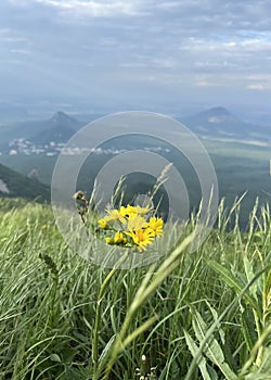 Yellow mountain flower Close up macro photography