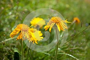 Yellow mountain flower from a green pasture of the Italian Dolomites