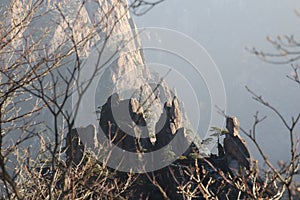 Yellow Mountain - Huangshan, China.