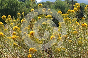Yellow Mountain Rabbitbrush Flowers with a Wasp Gathering Pollen