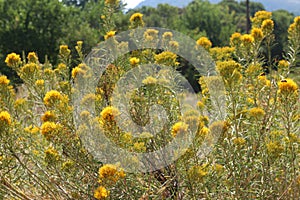 Yellow Mountain Rabbitbrush Flowers with a Wasp Gathering Pollen photo