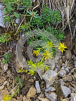 Yellow mountain saxifrage herb flowers Saxifraga aizoides grow