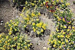 Yellow mountain saxifrage