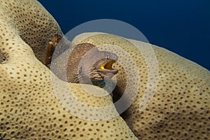 Yellow mouth moray eel from the reefs of the red sea