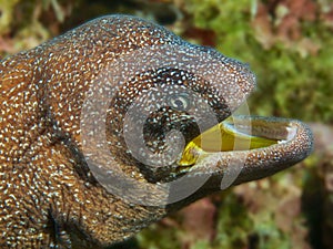 Yellow-mouthed moray