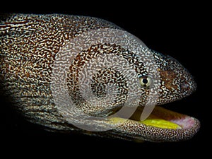Yellow-mouthed moray eel