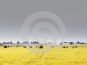 Yellow Mown Field Under Gray Sky - Rural Landscape