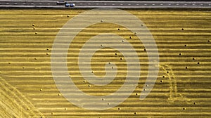 Yellow mown wheat field top view