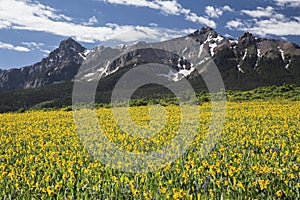 Yellow Mules ear field and San Juan Mountains, Hastings Mesa, near Last Dollar Ranch, Ridgway, Colorado, USA photo