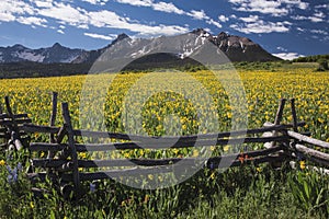 Yellow Mules near field, western fence and San Juan Mountains, Hastings Mesa, near Last Dollar Ranch, Ridgway, Colorado, USA photo