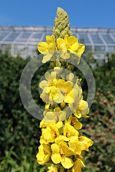 Yellow `Mullein` flowers