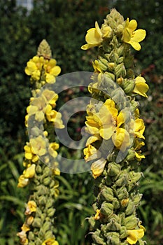 Yellow `Mullein` flowers