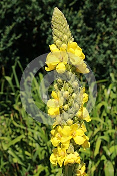 Yellow `Mullein` flowers